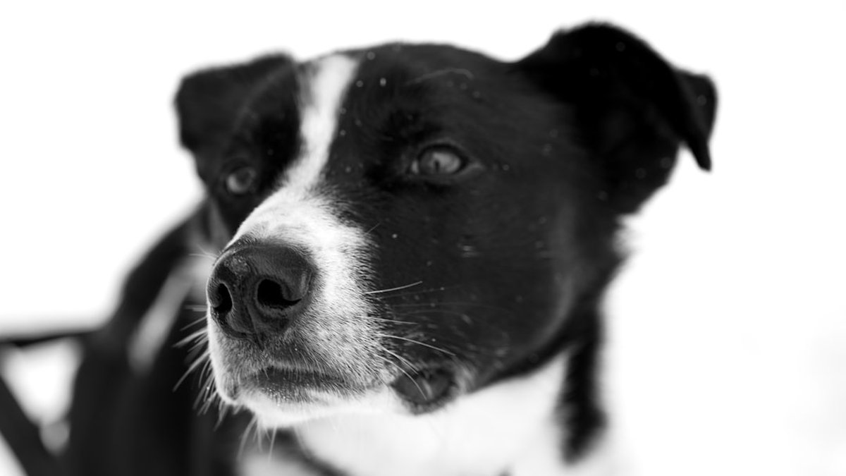 Prenup Clauses for Pets & Pet Trusts: Protect Your Pet